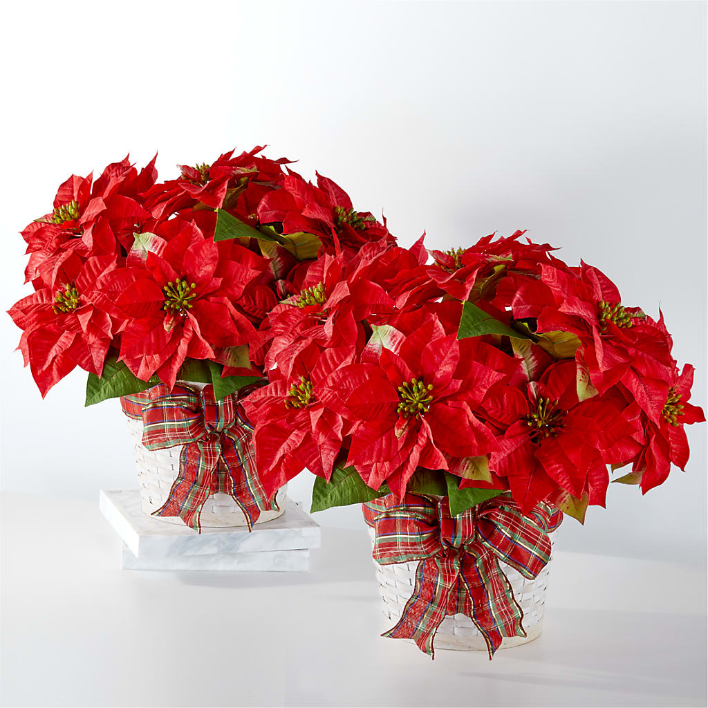 Happiest Holidays Poinsettia Bundle – La Veranera Flower Shop, Nashville TN