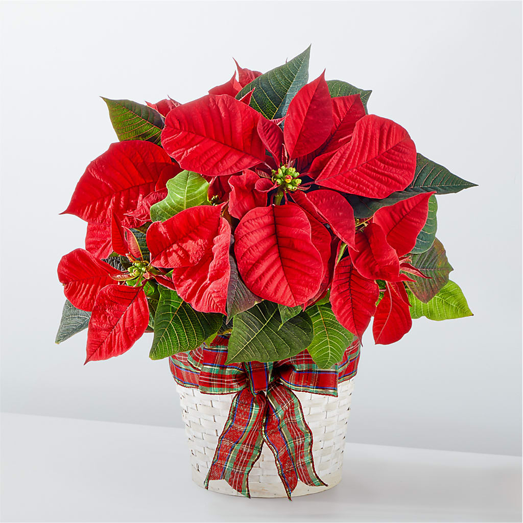 Happiest Holidays Poinsettia – La Veranera Flower Shop, Nashville TN