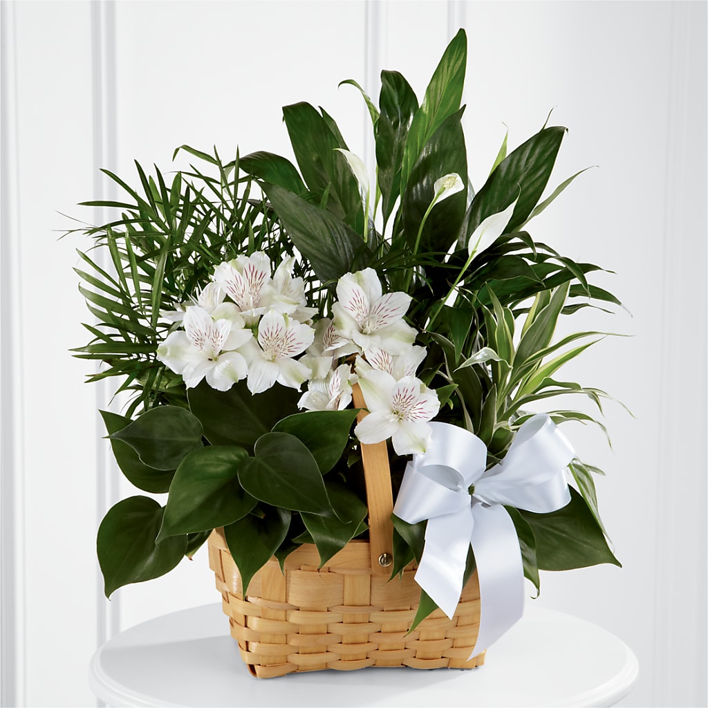Peace & Serenity Dishgarden – La Veranera Flower Shop, Nashville TN