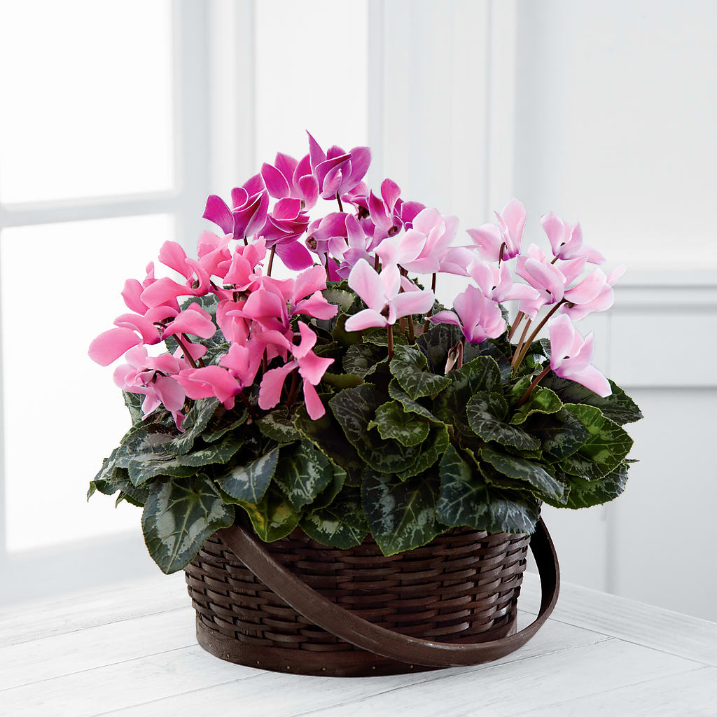 Mixed Cyclamen Planter – La Veranera Flower Shop, Nashville TN