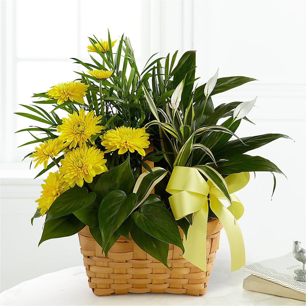Loving Light Dishgarden – La Veranera Flower Shop, Nashville TN