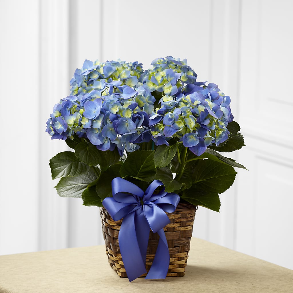Blue Hydrangea Planter – La Veranera Flower Shop, Nashville TN