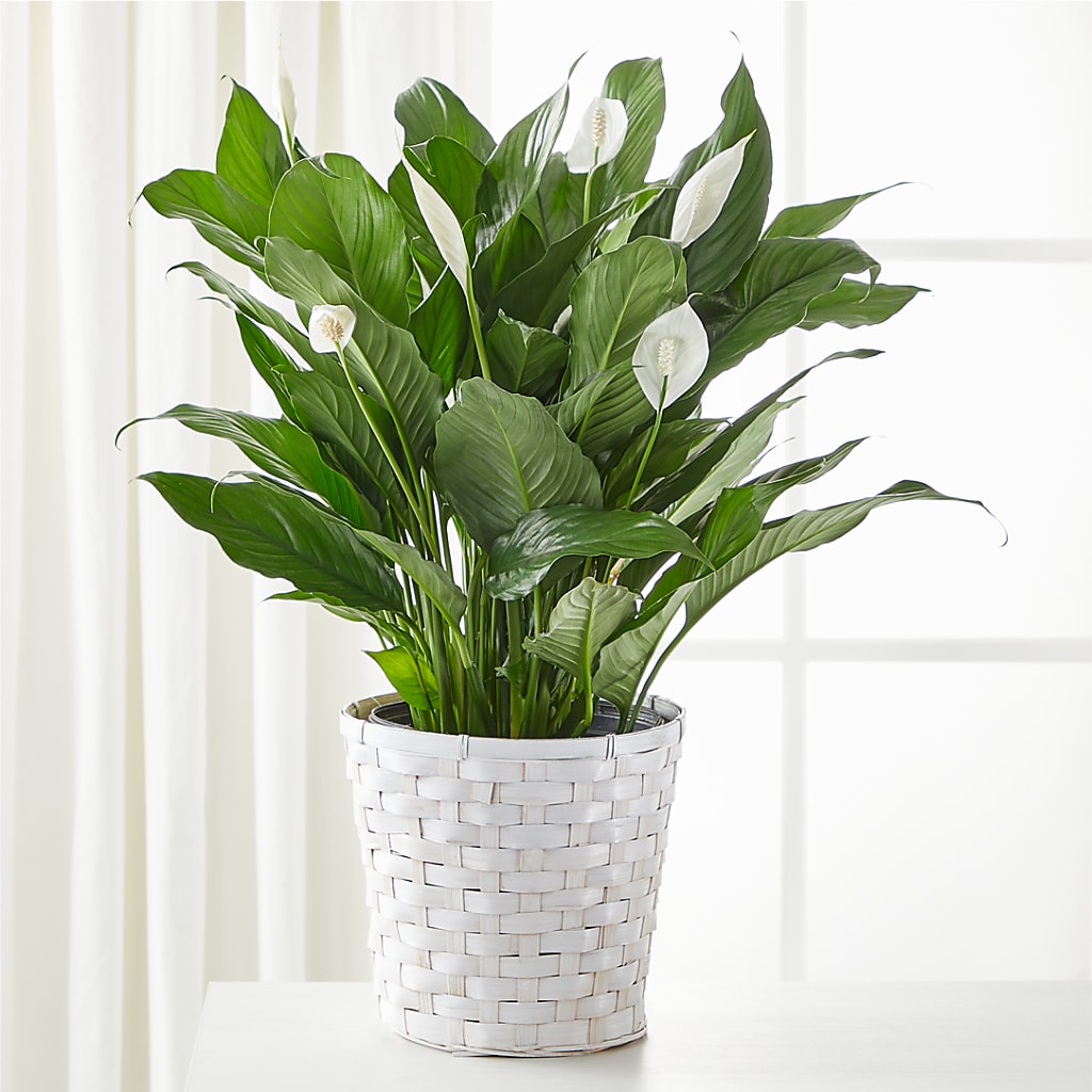 A New Leaf Peace Lily – La Veranera Flower Shop, Nashville TN
