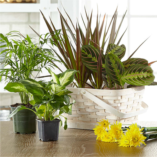 Florist Designed Blooming and Green Plants in a Basket –  La Veranera Flower Shop, Nashville TN