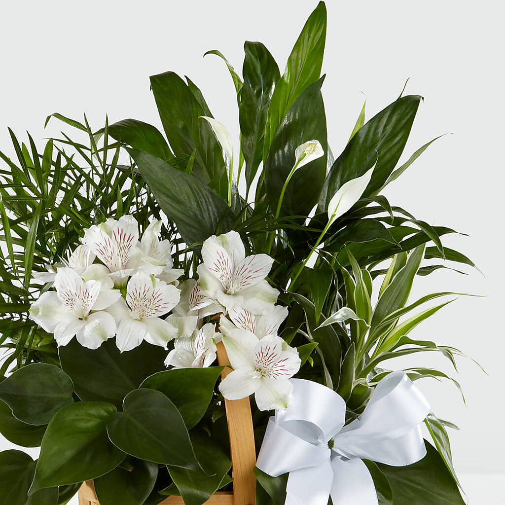 Peace & Serenity Dishgarden –  La Veranera Flower Shop, Nashville TN