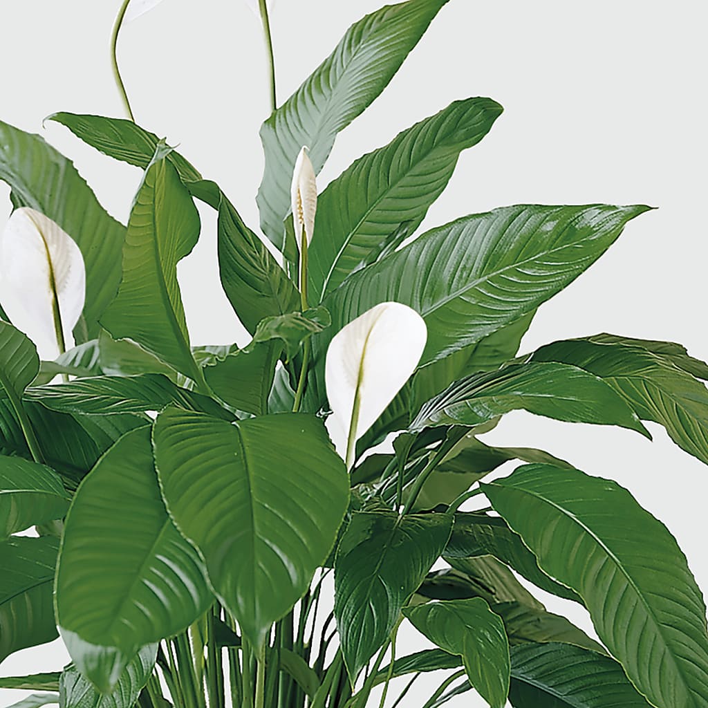 Tranquil Moments Peace Lily Plant –  La Veranera Flower Shop, Nashville TN