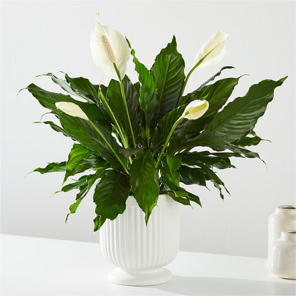Comfort Planter –  La Veranera Flower Shop, Nashville TN