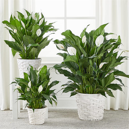 A New Leaf Peace Lily –  La Veranera Flower Shop, Nashville TN