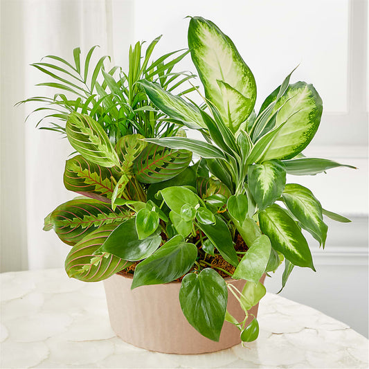 Balance & Harmony Dishgarden –  La Veranera Flower Shop, Nashville TN