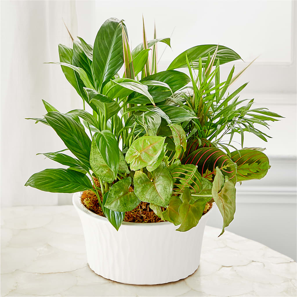 Balance & Harmony Dishgarden –  La Veranera Flower Shop, Nashville TN