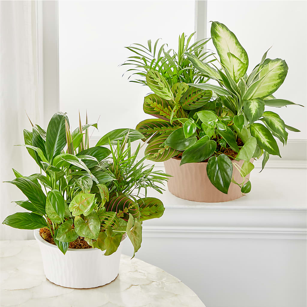 Balance & Harmony Dishgarden –  La Veranera Flower Shop, Nashville TN