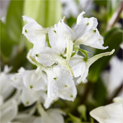 Classic Ivory – A Florist Original –  La Veranera Flower Shop, Nashville TN
